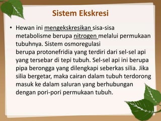 Sistem Ekskresi
• Hewan ini mengekskresikan sisa-sisa
  metabolisme berupa nitrogen melalui permukaan
  tubuhnya. Sistem osmoregulasi
  berupa protonefridia yang terdiri dari sel-sel api
  yang tersebar di tepi tubuh. Sel-sel api ini berupa
  pipa berongga yang dilengkapi seberkas silia. Jika
  silia bergetar, maka cairan dalam tubuh terdorong
  masuk ke dalam saluran yang berhubungan
  dengan pori-pori permukaan tubuh.
 