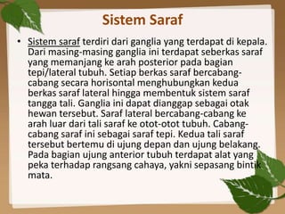 Sistem Saraf
• Sistem saraf terdiri dari ganglia yang terdapat di kepala.
  Dari masing-masing ganglia ini terdapat seberk...
