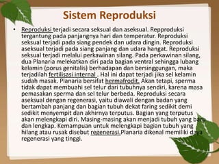 Sistem Reproduksi
• Reproduksi terjadi secara seksual dan aseksual. Repproduksi
  tergantung pada panjangnya hari dan temperatur. Reproduksi
  seksual terjadi pada siang pendek dan udara dingin. Reproduksi
  aseksual terjadi pada siang panjang dan udara hangat. Reproduksi
  seksual terjadi melalui perkawinan silang. Pada perkawinan silang,
  dua Planaria melekatkan diri pada bagian ventral sehingga lubang
  kelamin (porus genitalis) berhadapan dan bersinggungan, maka
  terjadilah fertilisasi internal . Hal ini dapat terjadi jika sel kelamin
  sudah masak. Planaria bersifat hermafrodit. Akan tetapi, sperma
  tidak dapat membuahi sel telur dari tubuhnya sendiri, karena masa
  pemasakan sperma dan sel telur berbeda. Reproduksi secara
  aseksual dengan regenerasi, yaitu diawali dengan badan yang
  bertambah panjang dan bagian tubuh dekat faring sedikit demi
  sedikit menyempit dan akhirnya terputus. Bagian yang terputus
  akan melengkapi diri. Masing-masing akan menjadi tubuh yang baru
  dan lengkap. Kemampuan untuk melengkapi bagian tubuh yang
  hilang atau rusak disebut regenerasi.Planaria dikenal memiliki daya
  regenerasi yang tinggi.
 