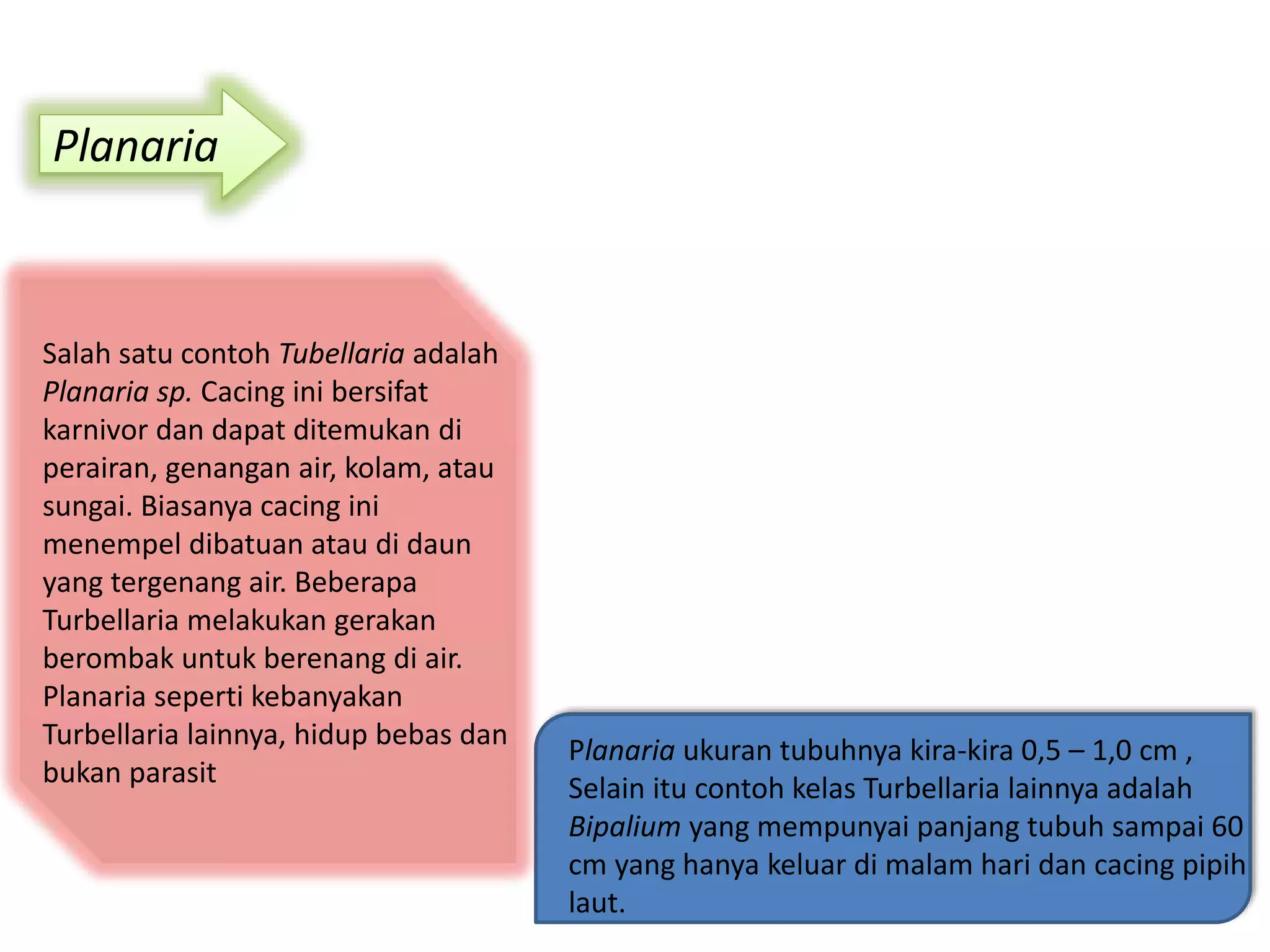 Planaria
Salah satu contoh Tubellaria adalah
Planaria sp. Cacing ini bersifat
karnivor dan dapat ditemukan di
perairan, genangan air, kolam, atau
sungai. Biasanya cacing ini
menempel dibatuan atau di daun
yang tergenang air. Beberapa
Turbellaria melakukan gerakan
berombak untuk berenang di air.
Planaria seperti kebanyakan
Turbellaria lainnya, hidup bebas dan
bukan parasit
Planaria ukuran tubuhnya kira-kira 0,5 – 1,0 cm ,
Selain itu contoh kelas Turbellaria lainnya adalah
Bipalium yang mempunyai panjang tubuh sampai 60
cm yang hanya keluar di malam hari dan cacing pipih
laut.
 