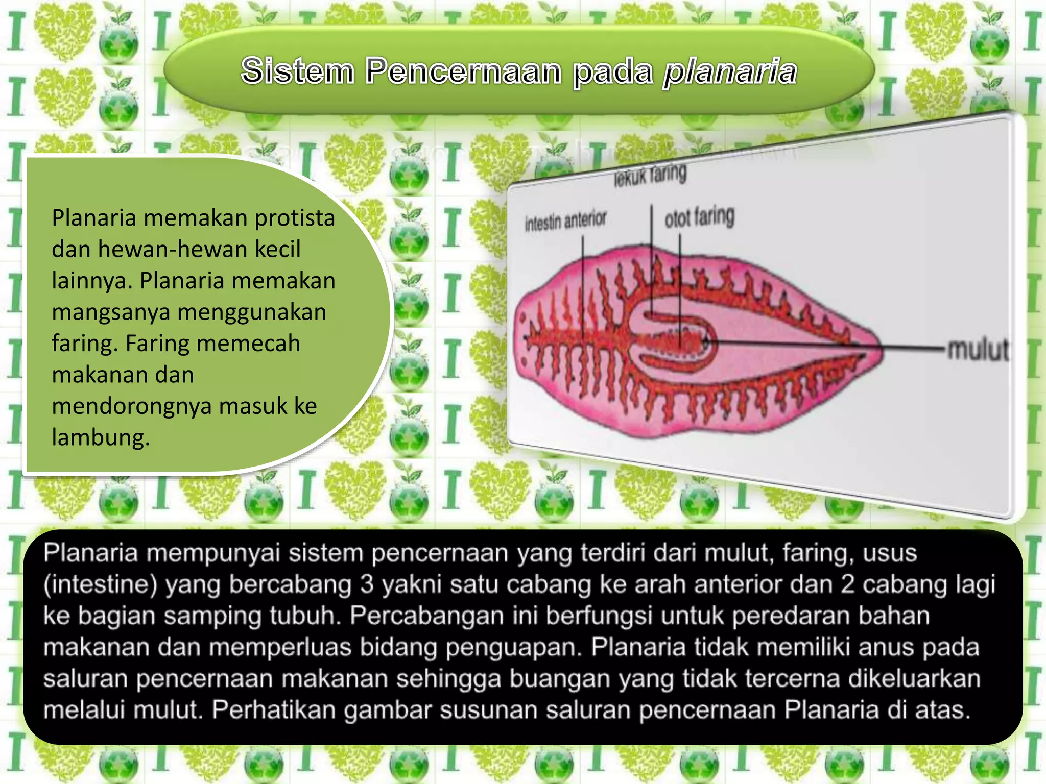 Planaria memakan protista
dan hewan-hewan kecil
lainnya. Planaria memakan
mangsanya menggunakan
faring. Faring memecah
makanan dan
mendorongnya masuk ke
lambung.
 