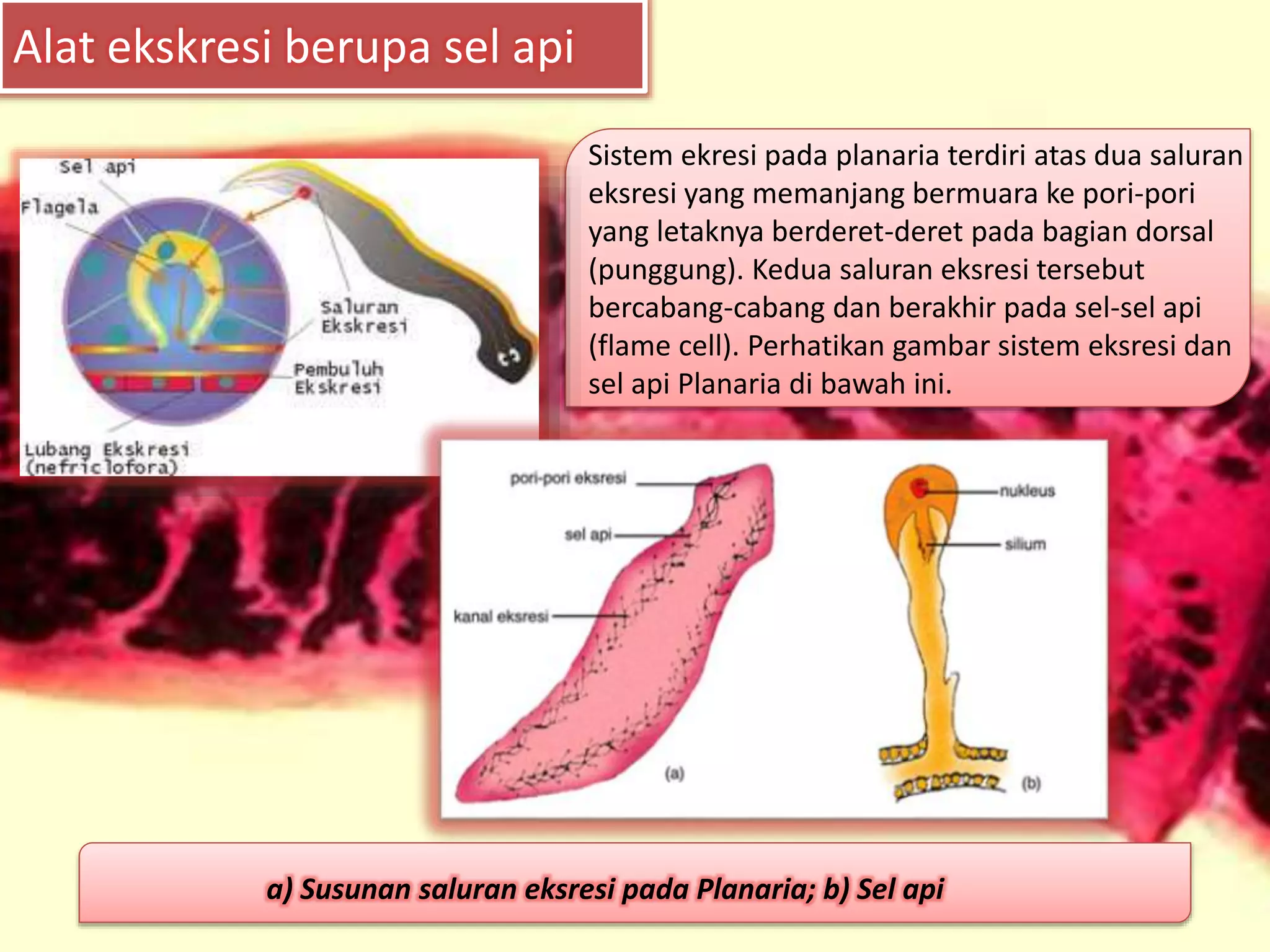 Alat ekskresi berupa sel api
a) Susunan saluran eksresi pada Planaria; b) Sel api
Sistem ekresi pada planaria terdiri atas dua saluran
eksresi yang memanjang bermuara ke pori-pori
yang letaknya berderet-deret pada bagian dorsal
(punggung). Kedua saluran eksresi tersebut
bercabang-cabang dan berakhir pada sel-sel api
(flame cell). Perhatikan gambar sistem eksresi dan
sel api Planaria di bawah ini.
 