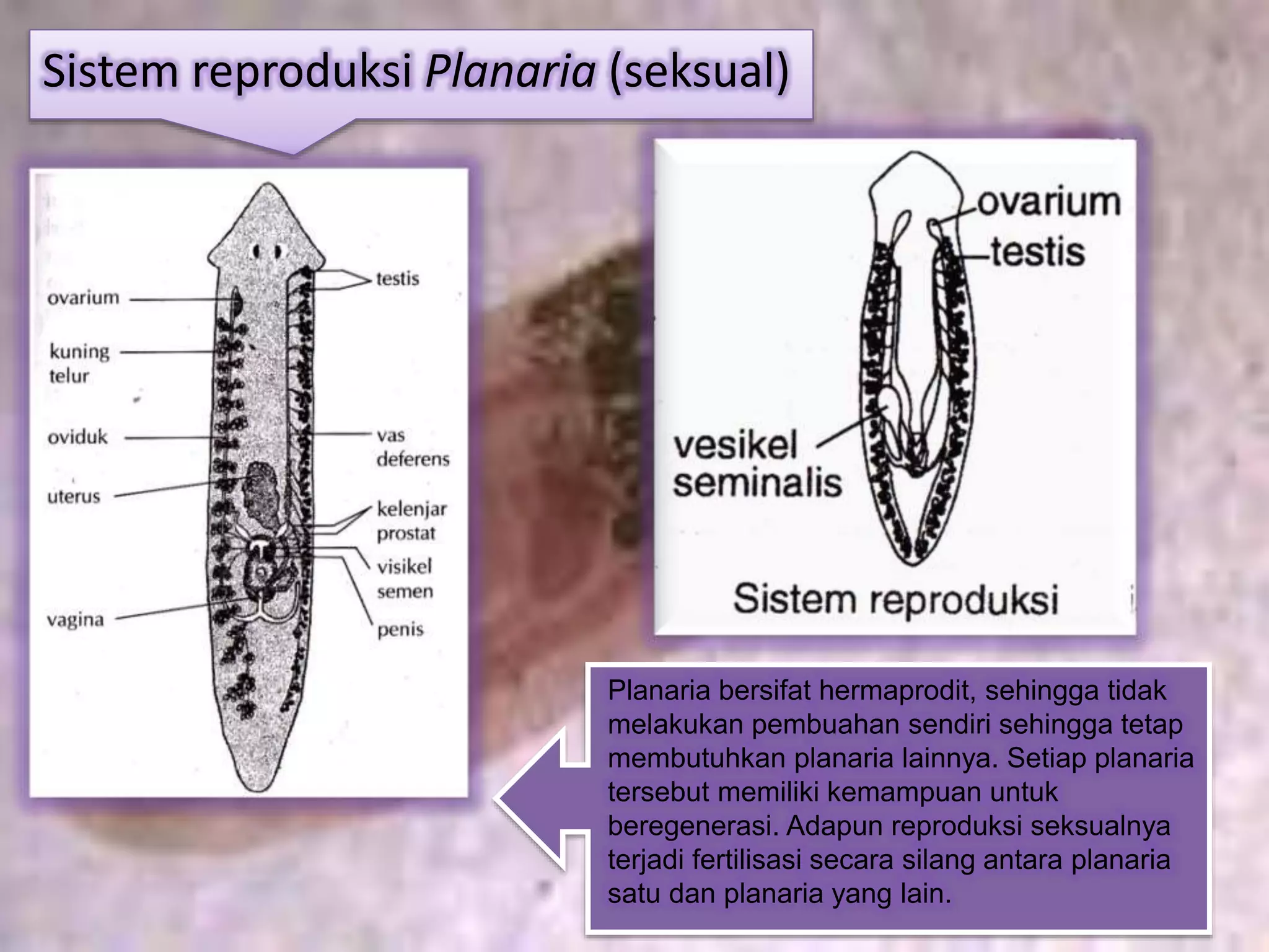 Sistem reproduksi Planaria (seksual)
Planaria bersifat hermaprodit, sehingga tidak
melakukan pembuahan sendiri sehingga tetap
membutuhkan planaria lainnya. Setiap planaria
tersebut memiliki kemampuan untuk
beregenerasi. Adapun reproduksi seksualnya
terjadi fertilisasi secara silang antara planaria
satu dan planaria yang lain.
 