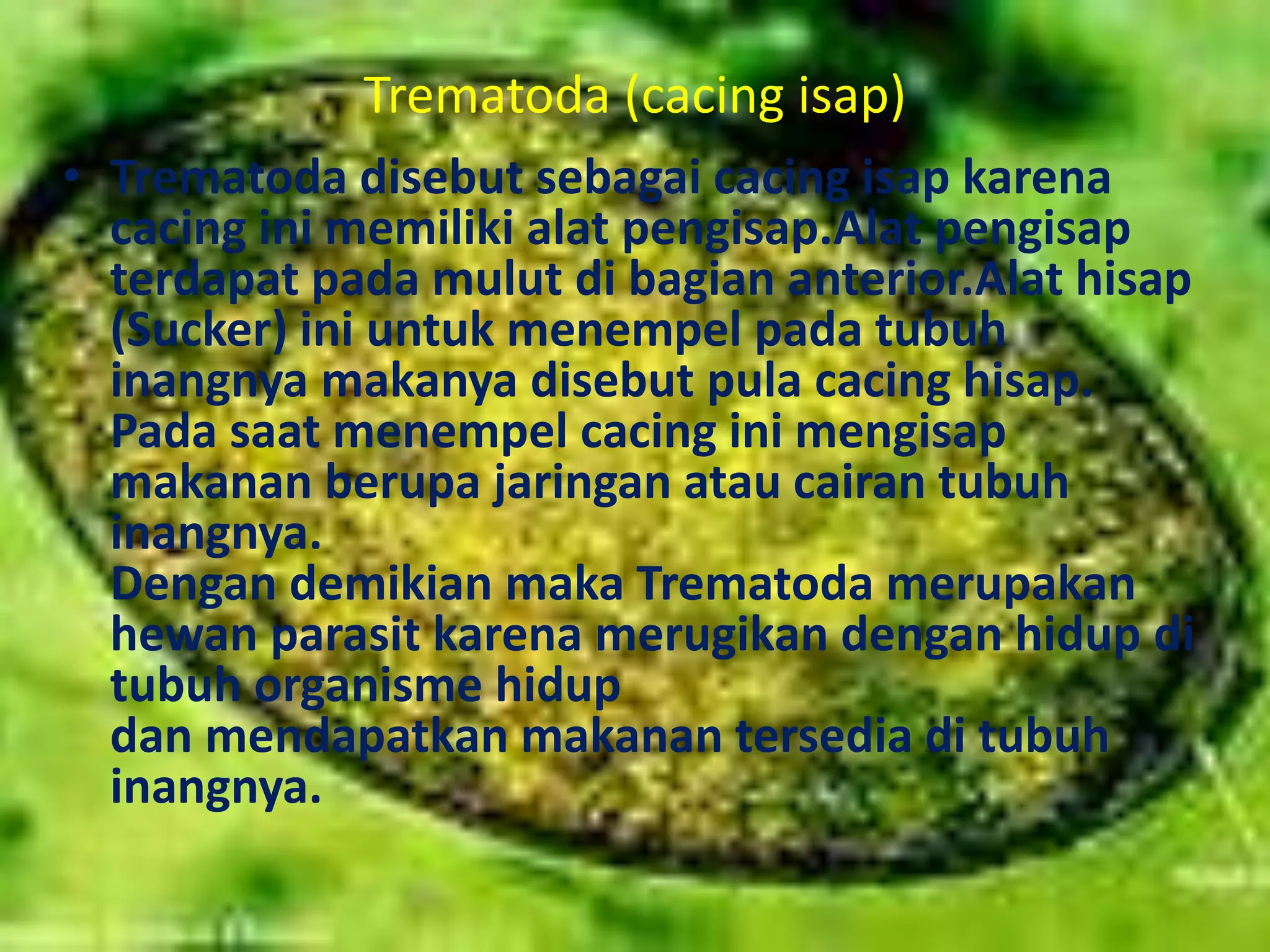 Trematoda (cacing isap)
• Trematoda disebut sebagai cacing isap karena
cacing ini memiliki alat pengisap.Alat pengisap
terdapat pada mulut di bagian anterior.Alat hisap
(Sucker) ini untuk menempel pada tubuh
inangnya makanya disebut pula cacing hisap.
Pada saat menempel cacing ini mengisap
makanan berupa jaringan atau cairan tubuh
inangnya.
Dengan demikian maka Trematoda merupakan
hewan parasit karena merugikan dengan hidup di
tubuh organisme hidup
dan mendapatkan makanan tersedia di tubuh
inangnya.
 
