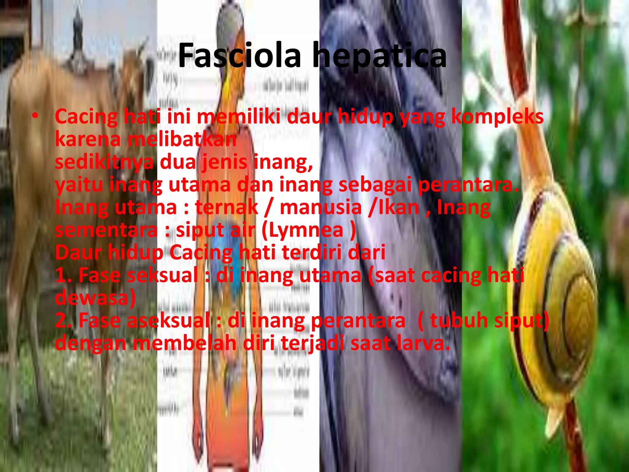 Fasciola hepatica
• Cacing hati ini memiliki daur hidup yang kompleks
karena melibatkan
sedikitnya dua jenis inang,
yaitu inang utama dan inang sebagai perantara.
Inang utama : ternak / manusia /Ikan , Inang
sementara : siput air (Lymnea )
Daur hidup Cacing hati terdiri dari
1. Fase seksual : di inang utama (saat cacing hati
dewasa)
2. Fase aseksual : di inang perantara ( tubuh siput)
dengan membelah diri terjadi saat larva.
 