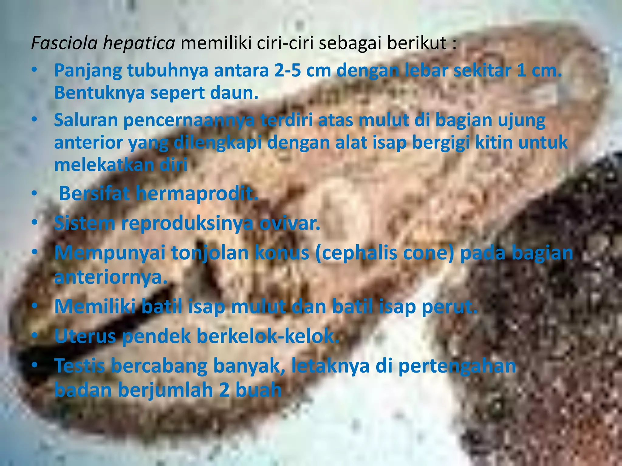 Fasciola hepatica memiliki ciri-ciri sebagai berikut :
• Panjang tubuhnya antara 2-5 cm dengan lebar sekitar 1 cm.
Bentuknya sepert daun.
• Saluran pencernaannya terdiri atas mulut di bagian ujung
anterior yang dilengkapi dengan alat isap bergigi kitin untuk
melekatkan diri
• Bersifat hermaprodit.
• Sistem reproduksinya ovivar.
• Mempunyai tonjolan konus (cephalis cone) pada bagian
anteriornya.
• Memiliki batil isap mulut dan batil isap perut.
• Uterus pendek berkelok-kelok.
• Testis bercabang banyak, letaknya di pertengahan
badan berjumlah 2 buah
 
