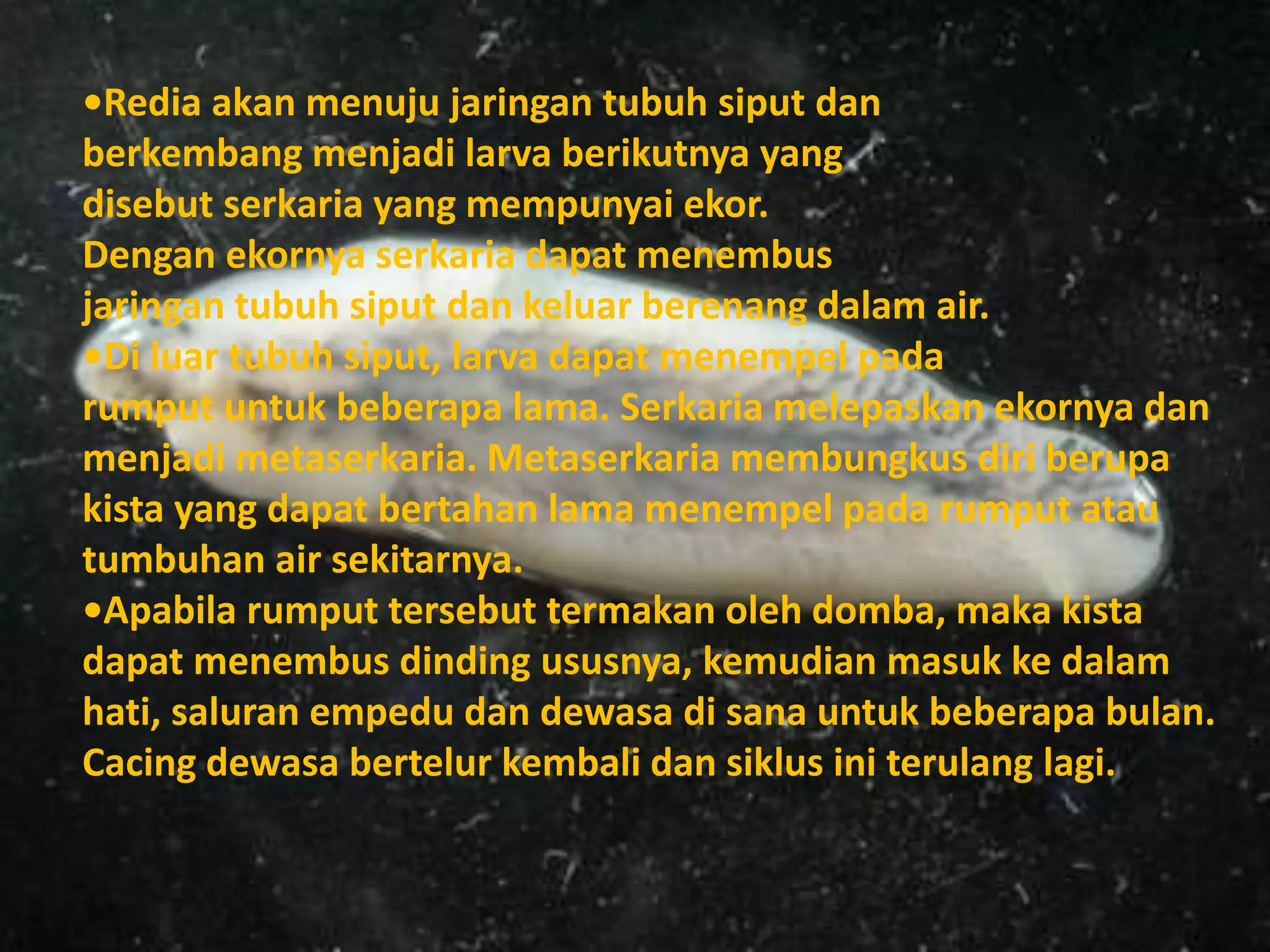 •Redia akan menuju jaringan tubuh siput dan
berkembang menjadi larva berikutnya yang
disebut serkaria yang mempunyai ekor.
Dengan ekornya serkaria dapat menembus
jaringan tubuh siput dan keluar berenang dalam air.
•Di luar tubuh siput, larva dapat menempel pada
rumput untuk beberapa lama. Serkaria melepaskan ekornya dan
menjadi metaserkaria. Metaserkaria membungkus diri berupa
kista yang dapat bertahan lama menempel pada rumput atau
tumbuhan air sekitarnya.
•Apabila rumput tersebut termakan oleh domba, maka kista
dapat menembus dinding ususnya, kemudian masuk ke dalam
hati, saluran empedu dan dewasa di sana untuk beberapa bulan.
Cacing dewasa bertelur kembali dan siklus ini terulang lagi.
 