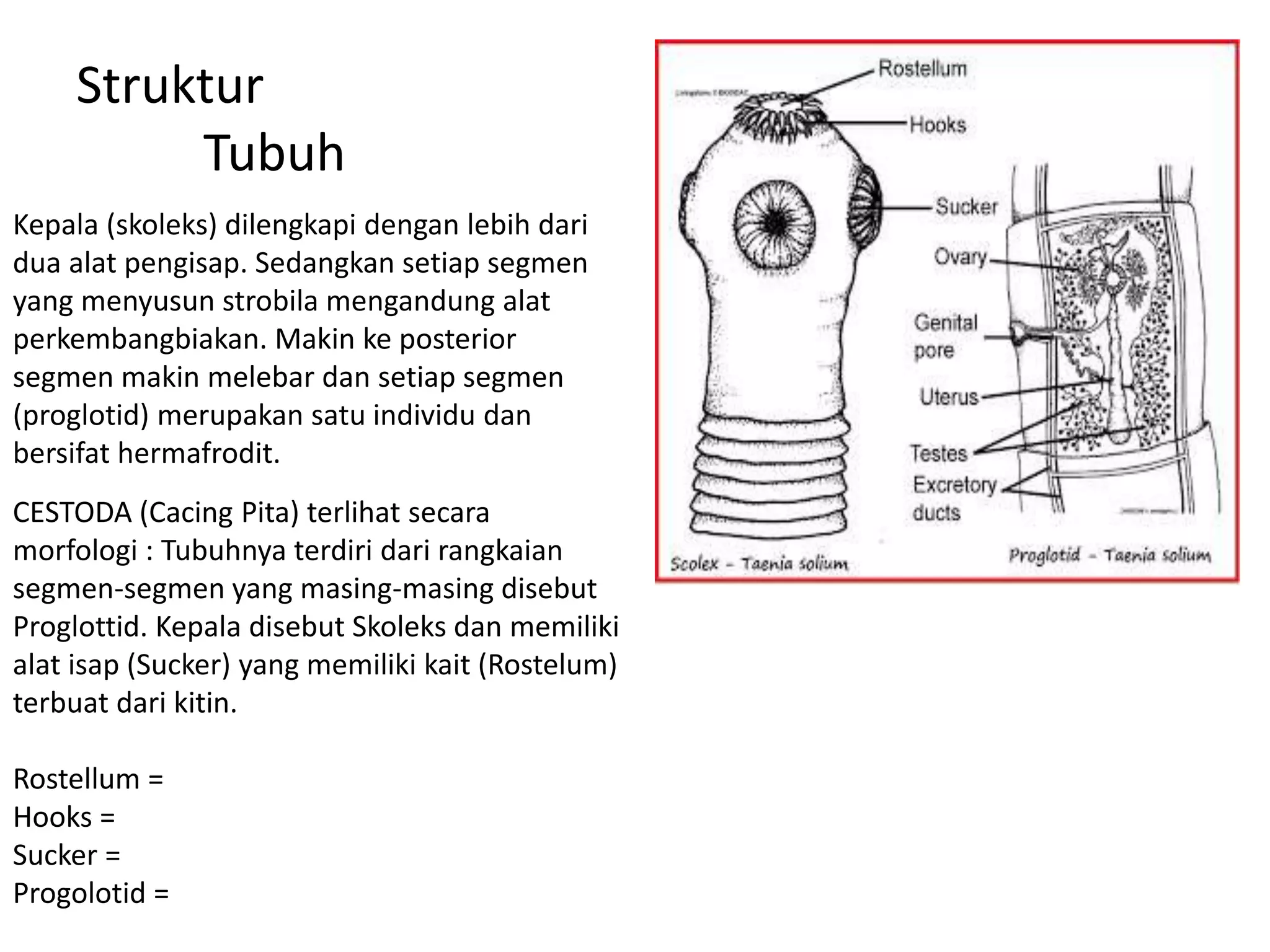 Struktur
Tubuh
Kepala (skoleks) dilengkapi dengan lebih dari
dua alat pengisap. Sedangkan setiap segmen
yang menyusun strobila mengandung alat
perkembangbiakan. Makin ke posterior
segmen makin melebar dan setiap segmen
(proglotid) merupakan satu individu dan
bersifat hermafrodit.
CESTODA (Cacing Pita) terlihat secara
morfologi : Tubuhnya terdiri dari rangkaian
segmen-segmen yang masing-masing disebut
Proglottid. Kepala disebut Skoleks dan memiliki
alat isap (Sucker) yang memiliki kait (Rostelum)
terbuat dari kitin.
Rostellum =
Hooks =
Sucker =
Progolotid =
 
