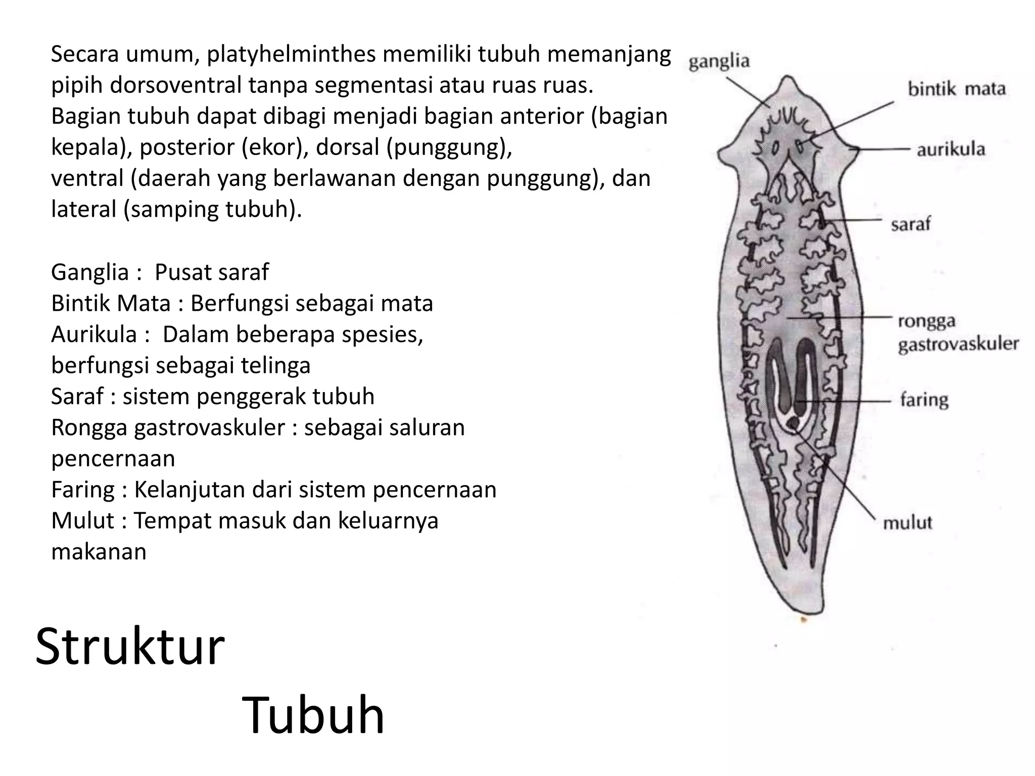 Struktur
Tubuh
Ganglia : Pusat saraf
Bintik Mata : Berfungsi sebagai mata
Aurikula : Dalam beberapa spesies,
berfungsi sebagai telinga
Saraf : sistem penggerak tubuh
Rongga gastrovaskuler : sebagai saluran
pencernaan
Faring : Kelanjutan dari sistem pencernaan
Mulut : Tempat masuk dan keluarnya
makanan
Secara umum, platyhelminthes memiliki tubuh memanjang
pipih dorsoventral tanpa segmentasi atau ruas ruas.
Bagian tubuh dapat dibagi menjadi bagian anterior (bagian
kepala), posterior (ekor), dorsal (punggung),
ventral (daerah yang berlawanan dengan punggung), dan
lateral (samping tubuh).
 