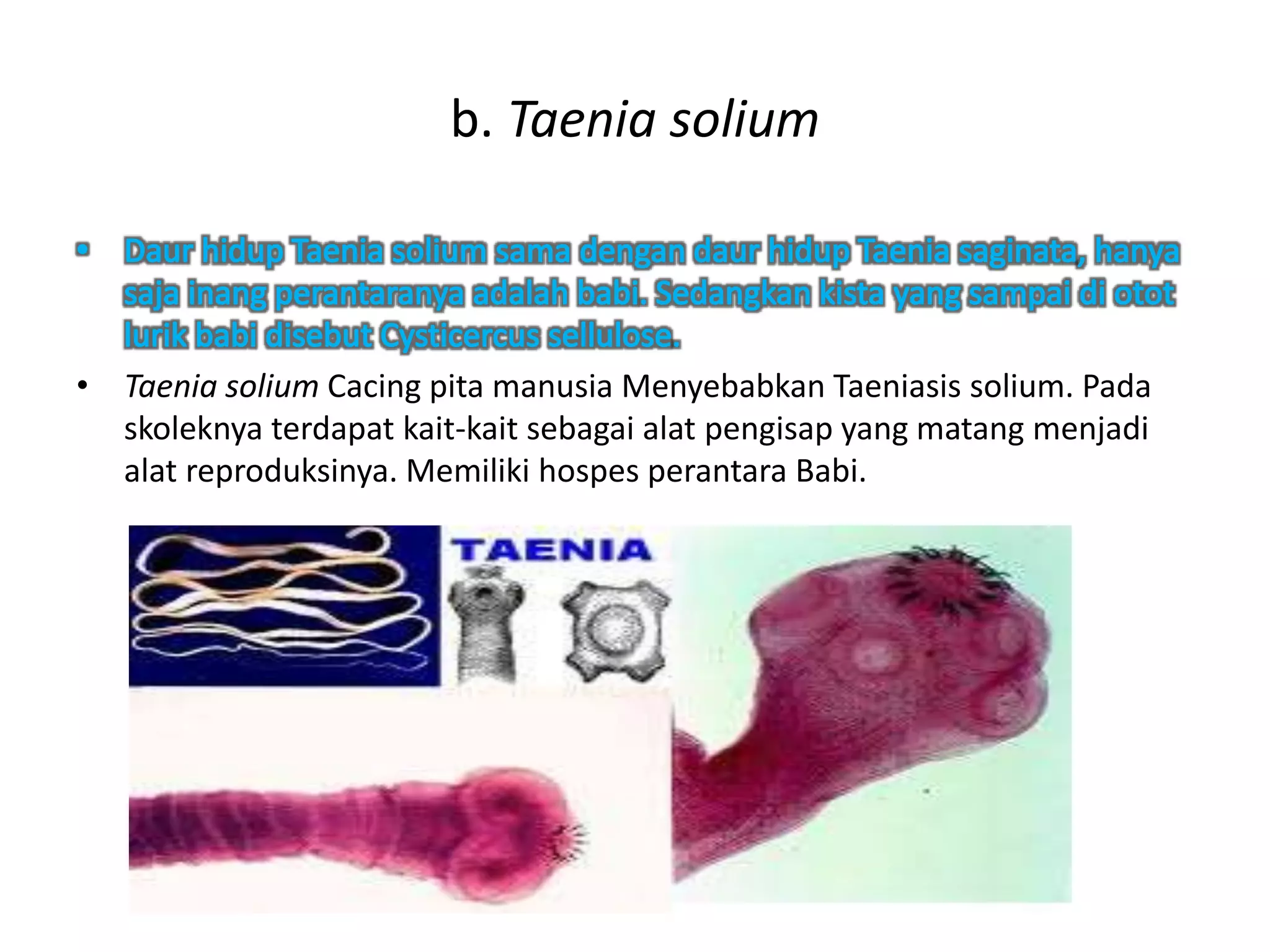 b. Taenia solium
• Taenia solium Cacing pita manusia Menyebabkan Taeniasis solium. Pada
skoleknya terdapat kait-kait sebagai alat pengisap yang matang menjadi
alat reproduksinya. Memiliki hospes perantara Babi.
 