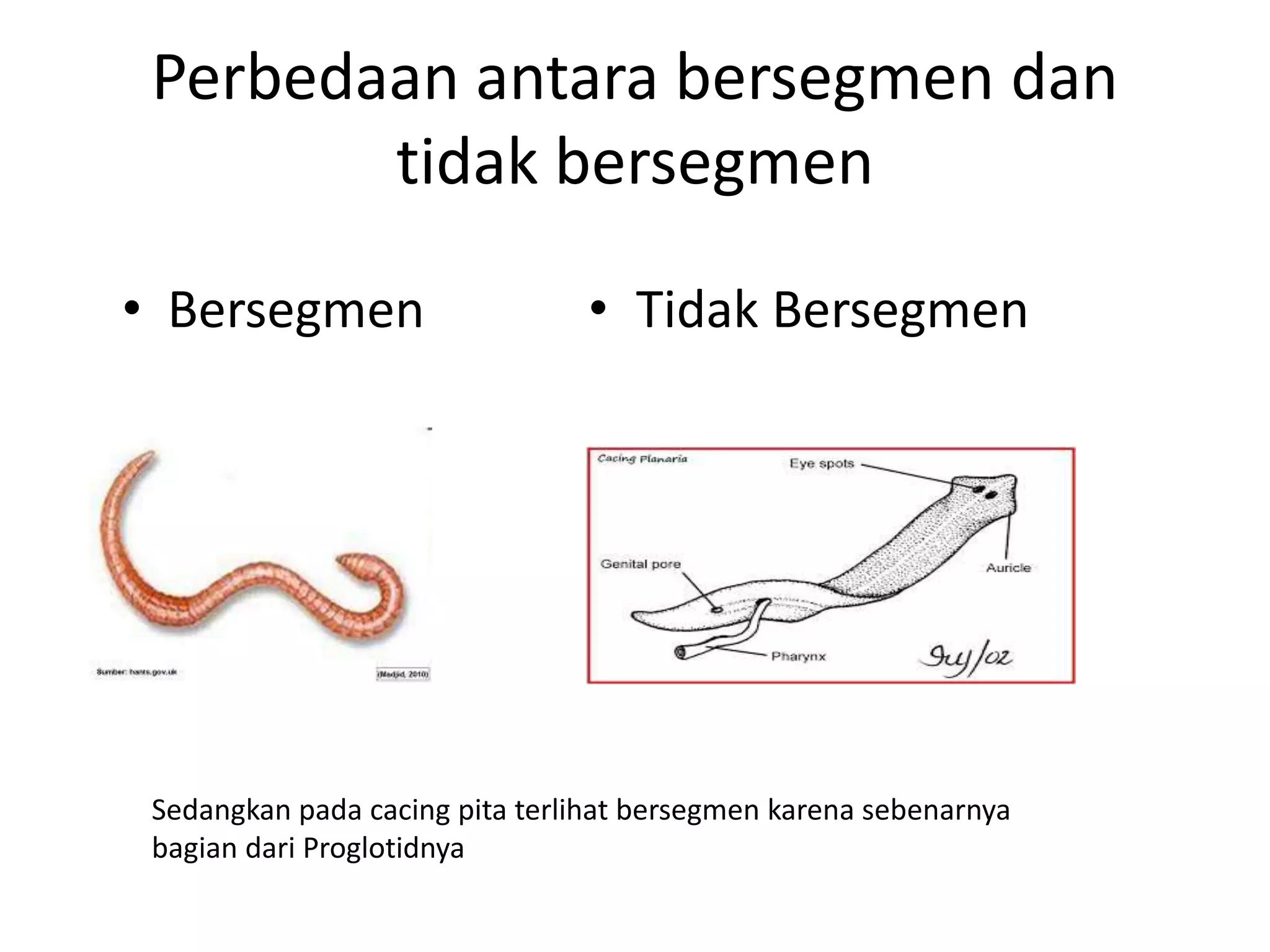 Perbedaan antara bersegmen dan
tidak bersegmen
• Bersegmen • Tidak Bersegmen
Sedangkan pada cacing pita terlihat bersegmen karena sebenarnya
bagian dari Proglotidnya
 