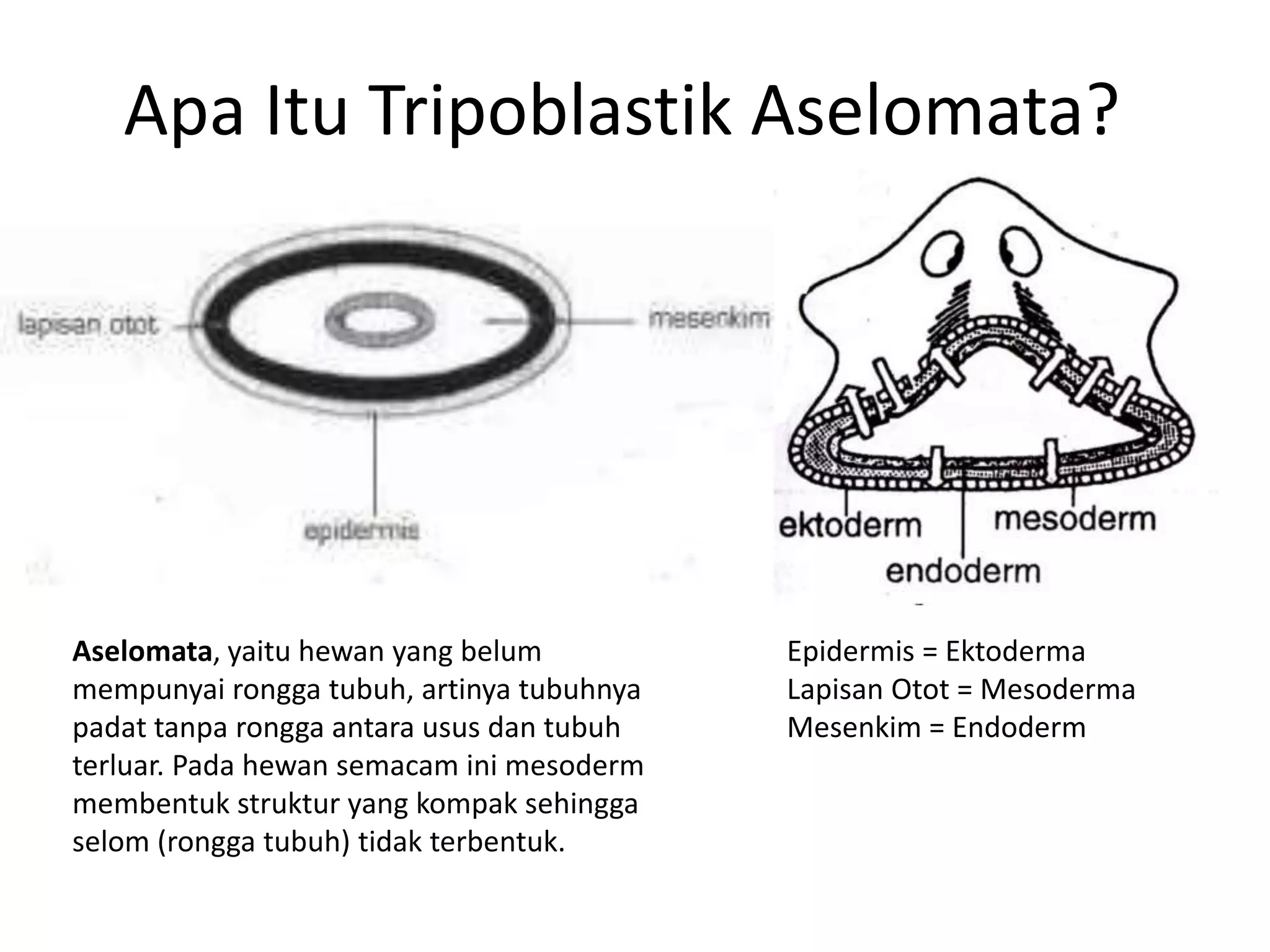 Apa Itu Tripoblastik Aselomata?
Aselomata, yaitu hewan yang belum
mempunyai rongga tubuh, artinya tubuhnya
padat tanpa rongga antara usus dan tubuh
terluar. Pada hewan semacam ini mesoderm
membentuk struktur yang kompak sehingga
selom (rongga tubuh) tidak terbentuk.
Epidermis = Ektoderma
Lapisan Otot = Mesoderma
Mesenkim = Endoderm
 