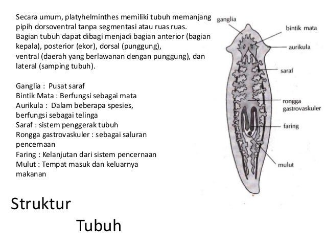 73 Gambar Reproduksi Cacing  Pipih  Paling Keren Gambar 