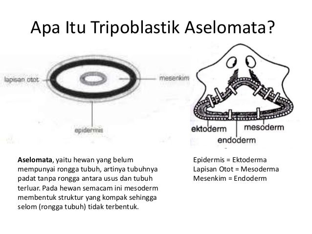 73 Gambar Reproduksi Cacing Pipih Paling Keren 73 Gambar Reproduksi Cacing Pipih Paling Keren