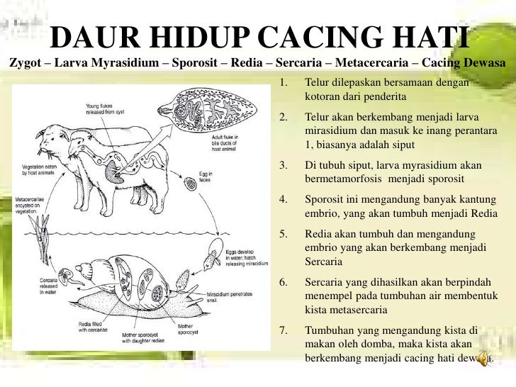 100 Gambar Siklus Cacing Hati Paling Hist 100 Gambar Siklus Cacing Hati Paling Hist