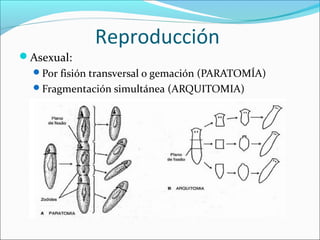 Reproducción
Asexual:
Por fisión transversal o gemación (PARATOMÍA)
Fragmentación simultánea (ARQUITOMIA)
 