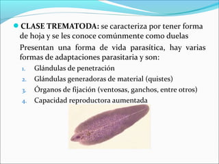 CLASE TREMATODA: se caracteriza por tener forma
de hoja y se les conoce comúnmente como duelas
Presentan una forma de vida parasítica, hay varias
formas de adaptaciones parasitaria y son:
1. Glándulas de penetración
2. Glándulas generadoras de material (quistes)
3. Órganos de fijación (ventosas, ganchos, entre otros)
4. Capacidad reproductora aumentada
 