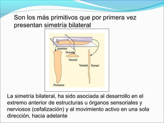 Son los más primitivos que por primera vez
presentan simetría bilateral
La simetría bilateral, ha sido asociada al desarrollo en el
extremo anterior de estructuras u órganos sensoriales y
nerviosos (cefalización) y al movimiento activo en una sola
dirección, hacia adelante
 