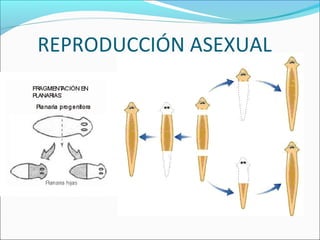 REPRODUCCIÓN ASEXUAL
 