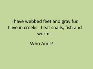 I have webbed feet and gray fur.
I live in creeks. I eat snails, fish and
worms.
Who Am I?

 