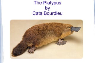 The Platypus
by
Cata Bourdieu
 