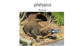 platypus
By Ariane
 