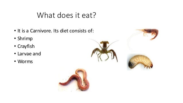 What Food Does A Carnivore Eat What Food Does A Carnivore Eat