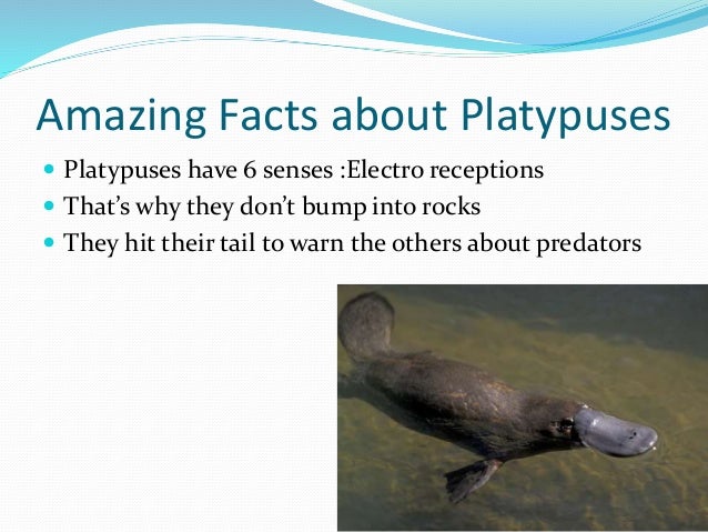 platypus student discount