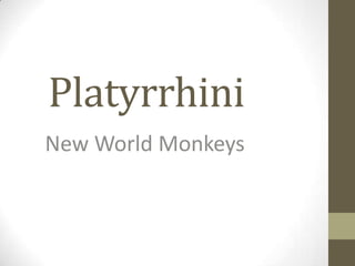 Platyrrhini
New World Monkeys
 