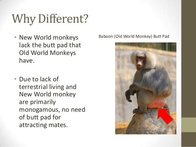 Old world crops picture