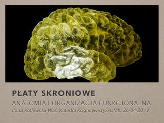 PŁATY SKRONIOWE
ANATOMIA I ORGANIZACJA FUNKCJONALNA
Ilona Kotlewska-Waś, Katedra Kognitywistyki UMK, 26-04-2019
 