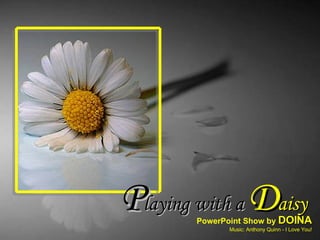 PowerPoint Show by  DOINA Music: Anthony Quinn - I Love You! P laying with a  D aisy D aisy 