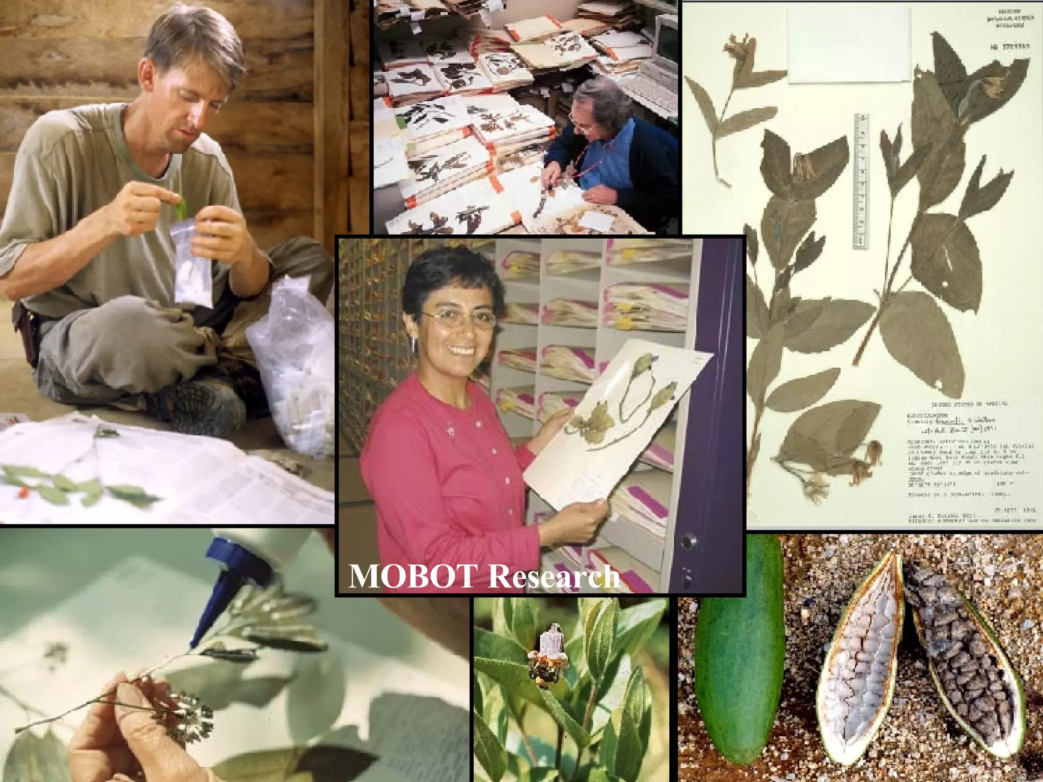 MBG Research MOBOT Research 