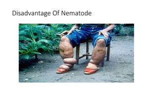 Disadvantage Of Nematode
 