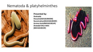 Nematoda & platyhelminthes
Presented by:
Shahadat
Hossain(ASH1819043M)
Nusrat jahan(MUH1819039F)
Arnima Aich(BKH1819014F)
Shatabdi Dhar Bithi
(BKH1819019F)
 