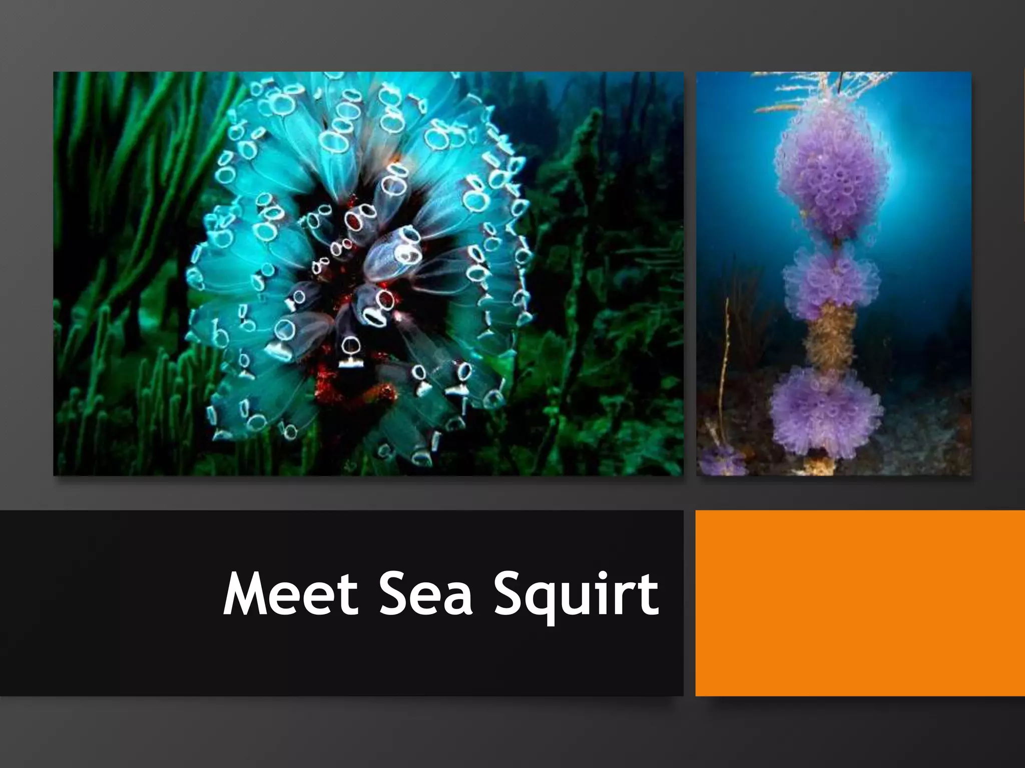 Meet Sea Squirt
 
