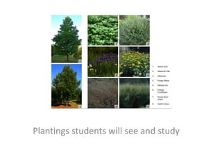 Plantings students will see and study