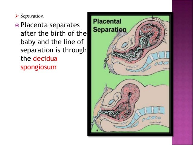 Placenta At Term For Nursing Students