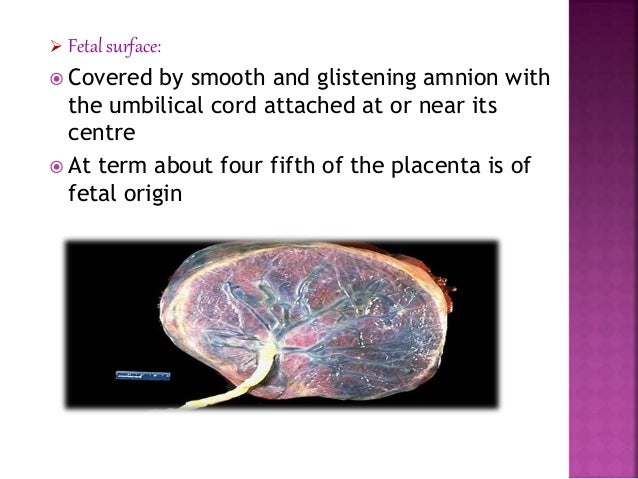 Placenta at term for nursing students