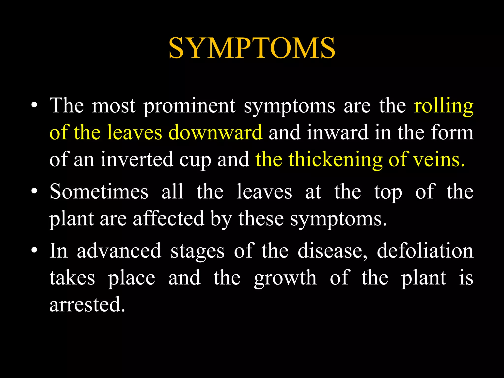 SYMPTOMS
• The most prominent symptoms are the rolling
of the leaves downward and inward in the form
of an inverted cup and the thickening of veins.
• Sometimes all the leaves at the top of the
plant are affected by these symptoms.
• In advanced stages of the disease, defoliation
takes place and the growth of the plant is
arrested.
 