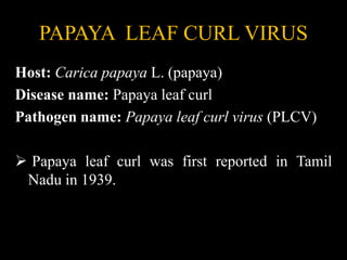 PAPAYA LEAF CURL VIRUS
Host: Carica papaya L. (papaya)
Disease name: Papaya leaf curl
Pathogen name: Papaya leaf curl virus (PLCV)
 Papaya leaf curl was first reported in Tamil
Nadu in 1939.
 