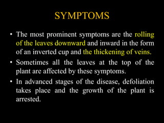 SYMPTOMS
• The most prominent symptoms are the rolling
of the leaves downward and inward in the form
of an inverted cup and the thickening of veins.
• Sometimes all the leaves at the top of the
plant are affected by these symptoms.
• In advanced stages of the disease, defoliation
takes place and the growth of the plant is
arrested.
 
