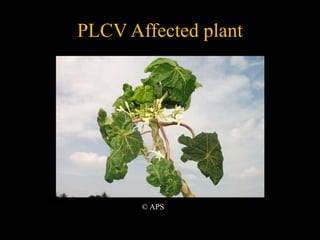 PLCV Affected plant
© APS
 