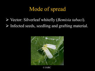 Mode of spread
 Vector: Silverleaf whitefly (Bemisia tabaci).
 Infected seeds, seedling and grafting material.
© IARC
 