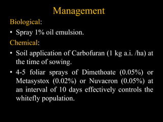 Management
Biological:
• Spray 1% oil emulsion.
Chemical:
• Soil application of Carbofuran (1 kg a.i. /ha) at
the time of sowing.
• 4-5 foliar sprays of Dimethoate (0.05%) or
Metasystox (0.02%) or Nuvacron (0.05%) at
an interval of 10 days effectively controls the
whitefly population.
 