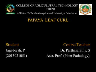 THENI
PAPAYA LEAF CURL
Student Course Teacher
Jagadeesh. P Dr. Parthasarathy. S
(2015021051) Asst. Prof. (Plant Pathology)
COLLEGE OF AGRICULUTRAL TECHNOLOGY
Affiliated To Tamilnadu Agricultural University - Coimbatore
 