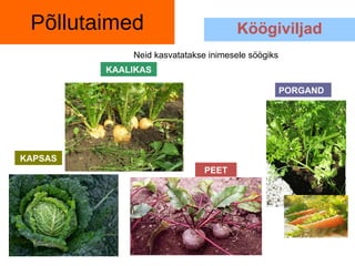 Põllutaim ed Köögiviljad Neid kasvatatakse inimesele söögiks KAPSAS PEET KAALIKAS PORGAND 