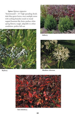Spirea (Spiraea nipponica
    ‘Snowmound’) - 3-5’ high spreading shrub;
    dark blue-green leaves; erect multiple stems
    with arching branches result in round
    topped fountain-like form; profuse white
    spring flowers; tough, adaptable to urban
    conditions, prefers full sun



                                                    Inkberry




Bayberry                                            Blackhaw viburnum




                    Red chokeberry

                                               15
 