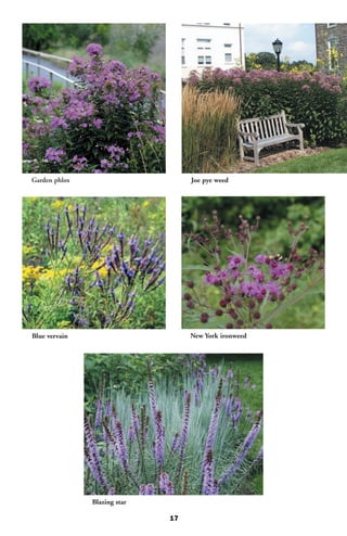Garden phlox                       Joe pye weed




Blue vervain                       New York ironweed




               Blazing star

                              17
 