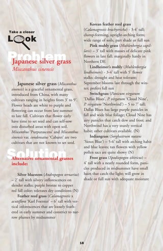 Korean feather reed grass
                                                       (Calamagrostis brachytricha) - 3-4’ tall;
                                                       clump-forming, upright-arching form;
                                                       wide range of soils, part shade or full sun
                                                            Pink muhly grass (Muhlenbergia capil-
                                                       laris) – 3’ tall with masses of delicate pink

Problem
Japanese silver grass
                                                       flowers in late fall; marginally hardy in
                                                       Northern DE
                                                            Lindheimer’s muhly (Muhlenbergia
 Miscanthus sinensis                                   lindheimeri) - 3-4’ tall with 5’ flower
                                                       stalks; drought and heat tolerant;
     Japanese silver grass (Miscanthus                 September blooms last through the win-
 sinensis) is a graceful ornamental grass,             ter; prefers full sun
 introduced from China, with many                           Switchgrass (Panicum virgatum
 cultivars ranging in heights from 3’ to 9’.           ‘Dallas Blues’, P. virgatum ‘Cloud Nine’,
 Flower heads are white to purple and                  P. virgatum ‘Northwind’) – 5 to 7’ tall;
 flowering can occur from late summer                  Dallas Blues has large purple panicles in
 to late fall. Cultivars that flower early             fall and wide blue foliage; Cloud Nine has
 have time to set seed and can self-sow                airy panicles that catch dew and frost; and
 into disturbed areas with open soil.                  Northwind has a very sturdy vertical
 Miscanthus ‘Purpurascens’ and Miscanthus              habit; other cultivars available. (N)
 sinensis var. condensatus ‘Cabaret’ are two                Indiangrass (Sorghastrum nutans
 cultivars that are not known to set seed.             ‘Sioux Blue’) – 5-6’ tall with arching habit
                                                       and blue leaves; tan flowers with yellow

Solution
 Alternative ornamental grasses
 include:
                                                       pollen sacs are quite showy (N)
                                                            Frost grass (Spodiopogon sibiricus) –
                                                       4’ tall with a neatly rounded form, pani-
                                                       cles produced in midsummer have small
     Silver bluestem (Andropogon ternarius)            hairs that catch the light; will grow in
 – 2’ tall with silvery inflorescences on              shade or full sun with adequate moisture
 slender stalks; purple bronze to copper
 red fall color; tolerates dry conditions (N)
     Feather reed grass (Calamagrostis x
 acutiflora ‘Karl Foerster’ – 6’ tall with ver-
 tical inforescences that are loosely feath-
 ered in early summer and constrict to nar-
 row plumes by midsummer




                                                  18
 